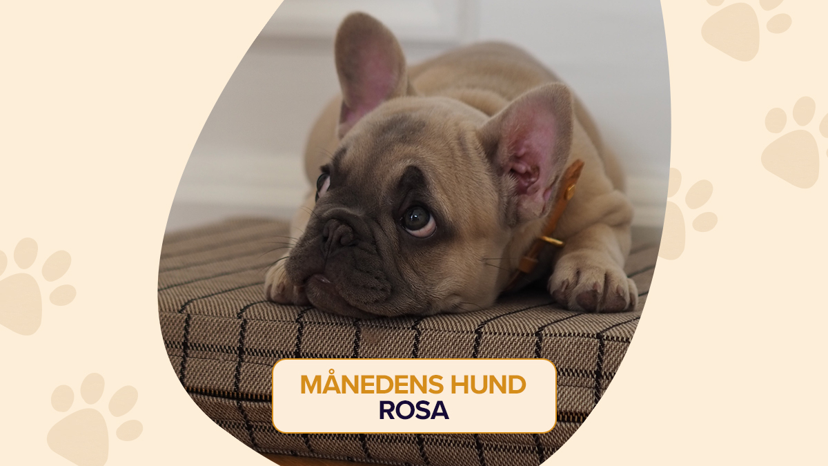 Månedens Hund: »Rosa den franske bulldog fra Østerbro med uimodståelige ...
